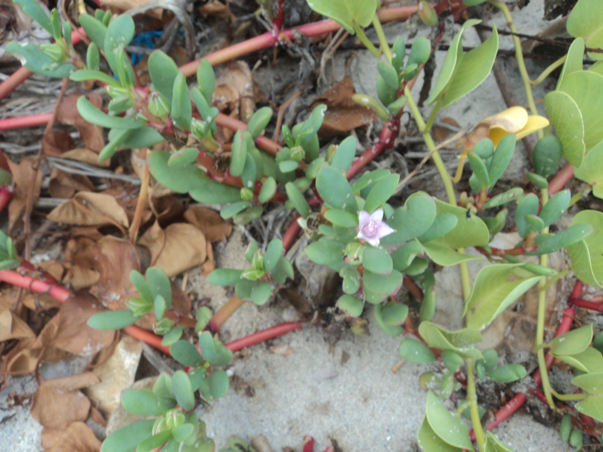 Sesuvium portulacastrum (L.) L.